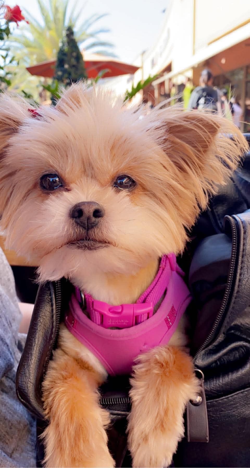 Cinnamon, Chief Happiness Officer at Squeaky Clean Yard