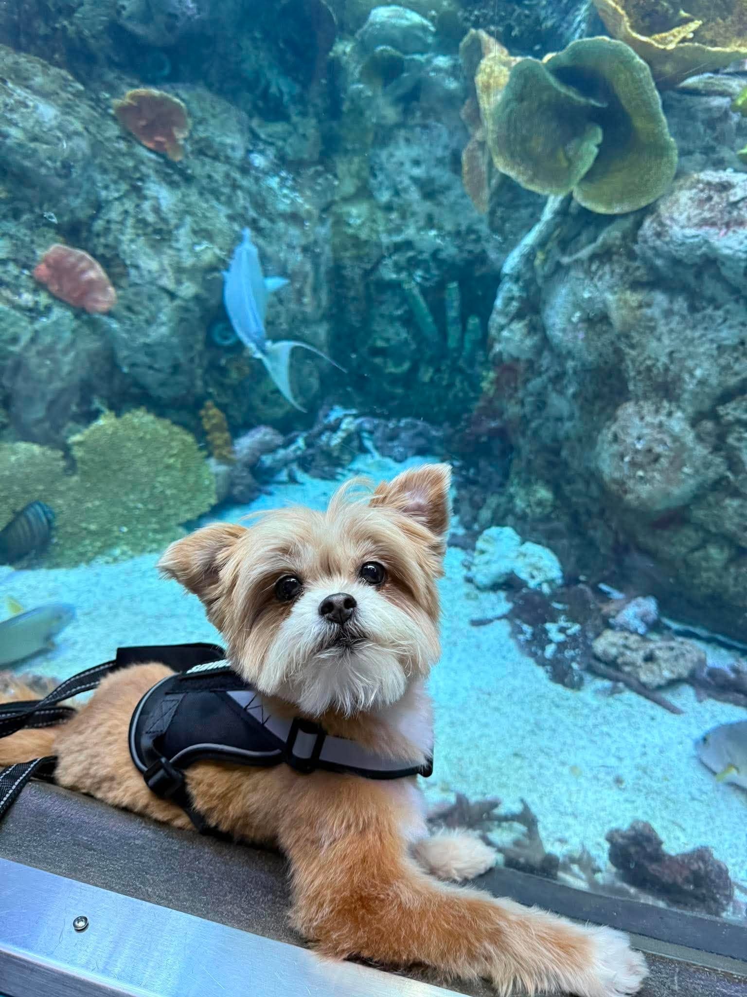 Cinnamon on a service day adventure