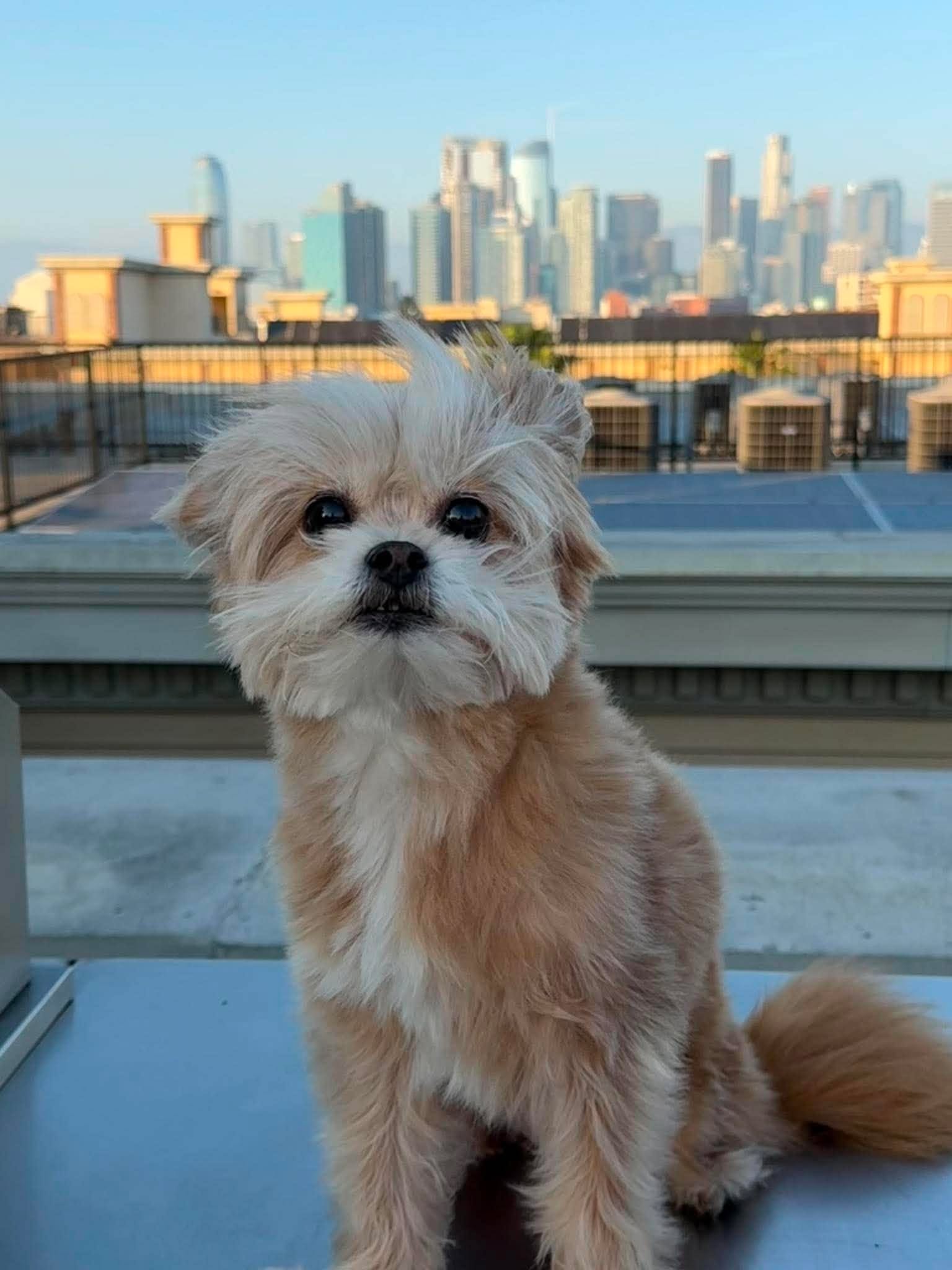 Cinnamon — Chief Happiness Officer at Squeaky Clean Yard