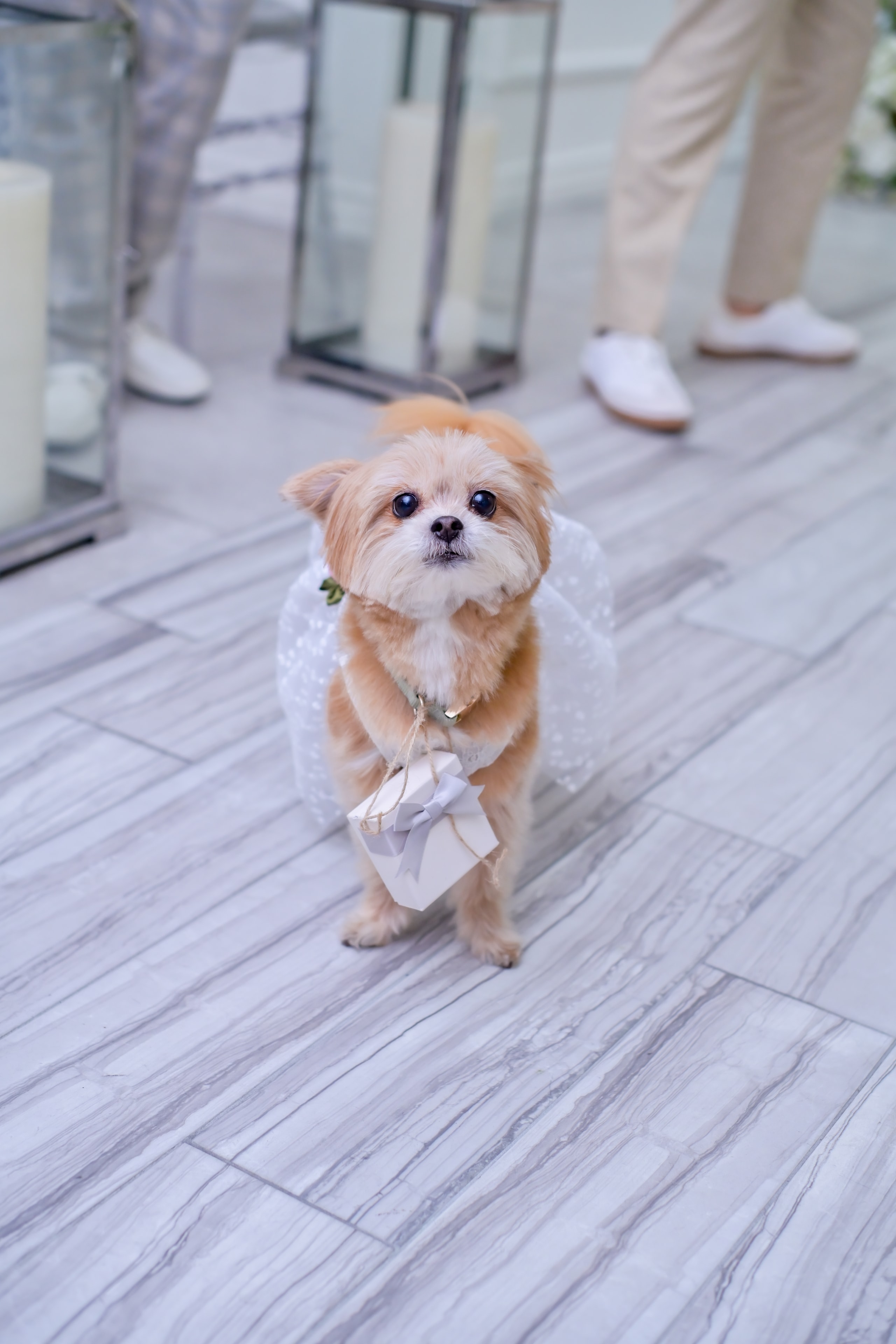 Cinnamon, Chief Happiness Officer at Squeaky Clean Yard